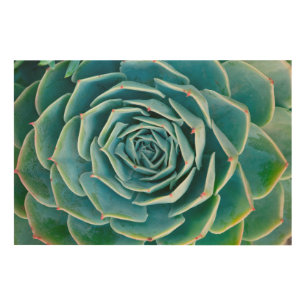 Echeveria Rosette, Secret Garden of Marrakech Wood Wall Art