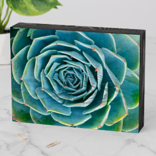 Echeveria Rosette, Secret Garden of Marrakech Wooden Box Sign