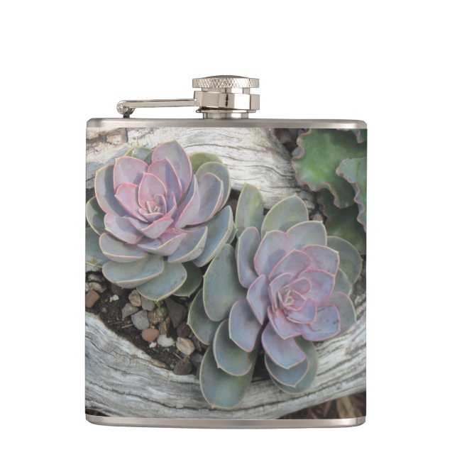 Echeveria Succulent Flask (Front)