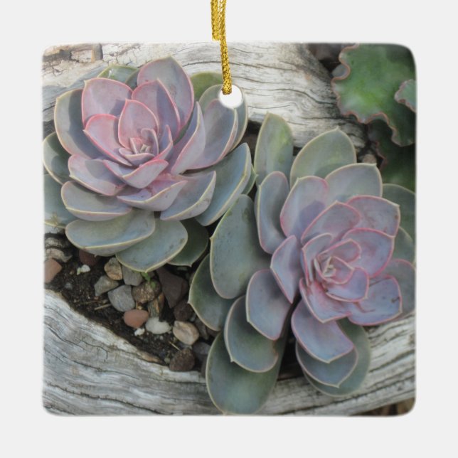 Echeveria succulent ornament (Front)