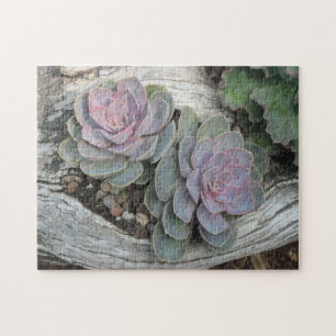 Echeveria Succulent Puzzle