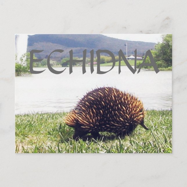 ECHIDNA animal nature customize personalize Postcard (Front)