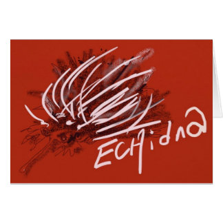 Echidna Anteater Porcupine hedgehog Ant eater Cards