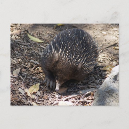 Echidna Australia Postcard