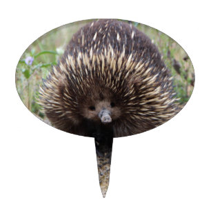 Echidna or Spiny Anteater Australia Cake Topper