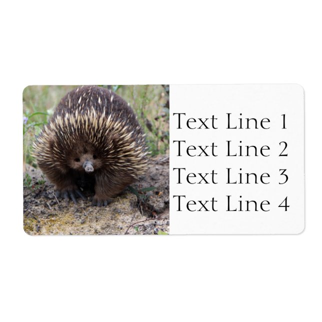 Echidna or Spiny Anteater Australia Label (Front)