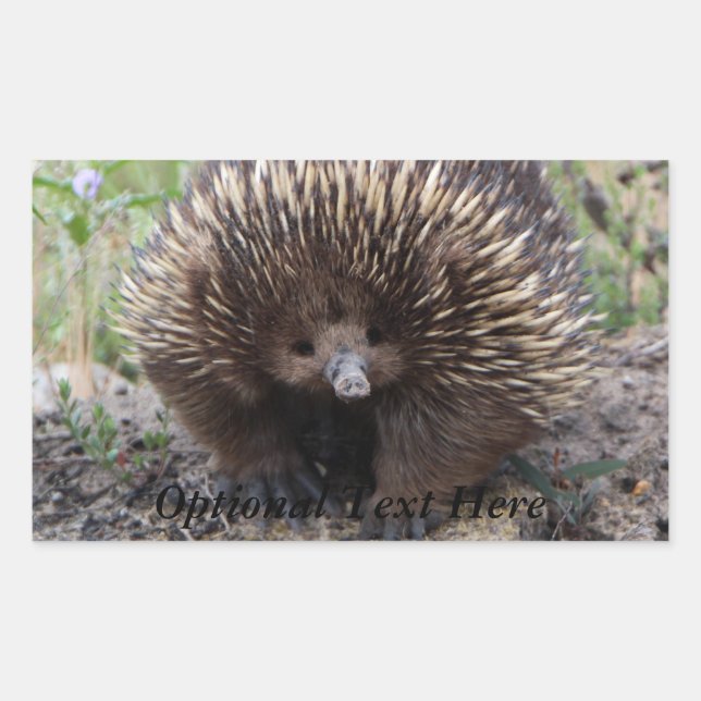 Echidna or Spiny Anteater Australia Rectangular Sticker (Front)