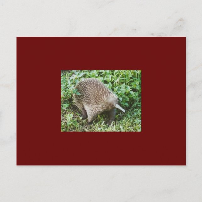 ECHIDNA POSTCARD (Front)