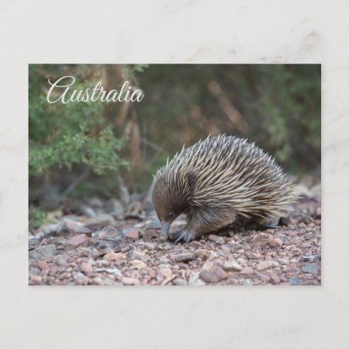 Echidna Spiny Anteater Australia Postcard