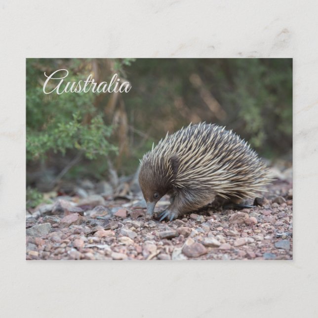 Echidna, Spiny Anteater, Australia Postcard (Front)