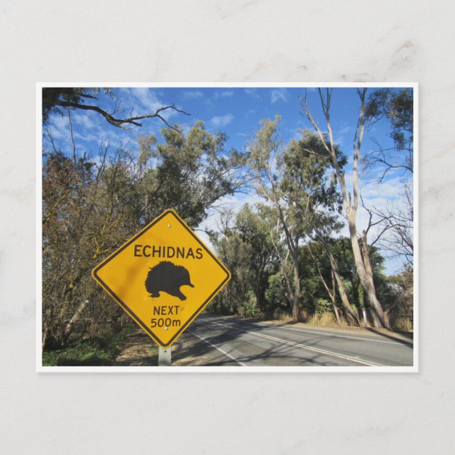 echidnas road trip postcard (Front)