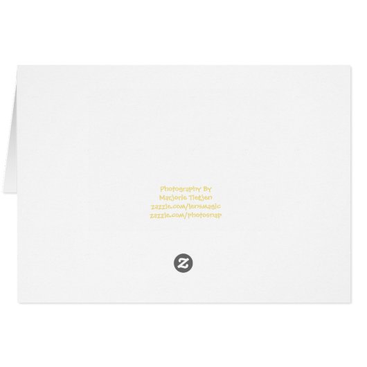 Echinacea (Back Horizontal)