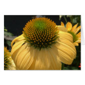 Echinacea (Front Horizontal)