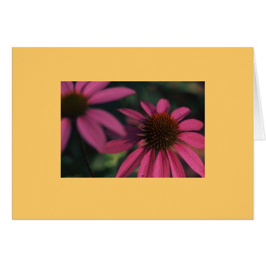 "Echinacea #3" Cards (Front Horizontal)