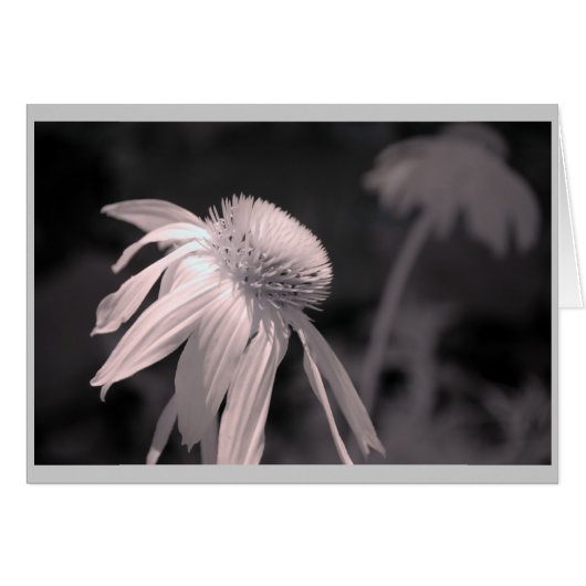 Echinacea Blooms Cards (Front Horizontal)