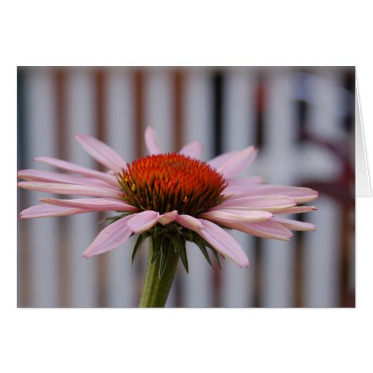 Echinacea Cards (Front Horizontal)