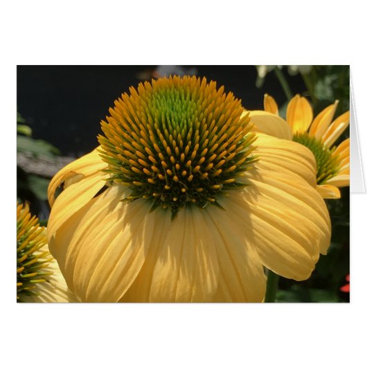 Echinacea Cards (Front Horizontal)