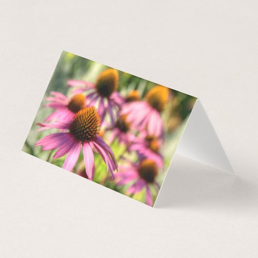 Echinacea floral scene (Front)