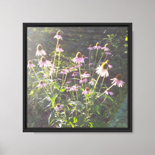 Echinacea Flowers in the Sun Canvas Print
