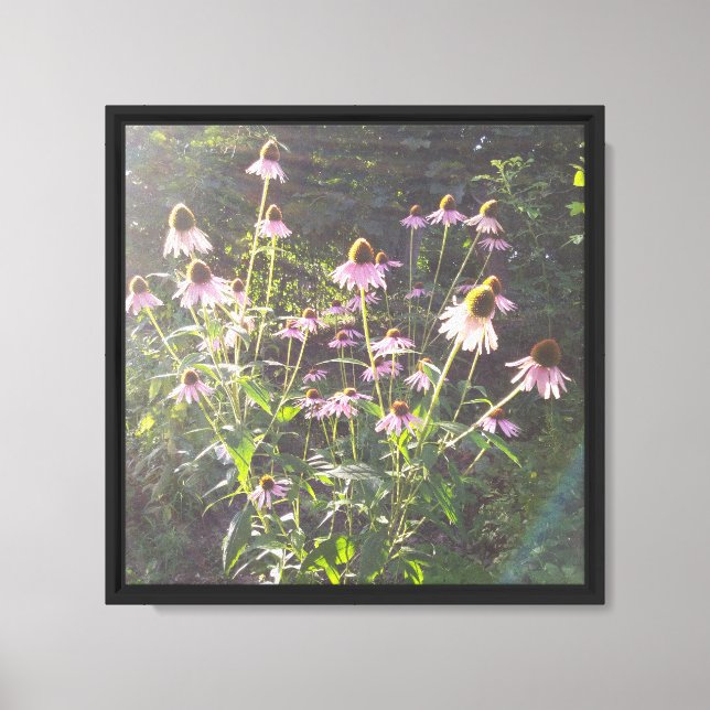 Echinacea Flowers in the Sun Canvas Print (Front)