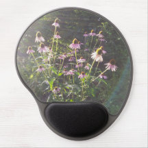 Echinacea Flowers in the Sun