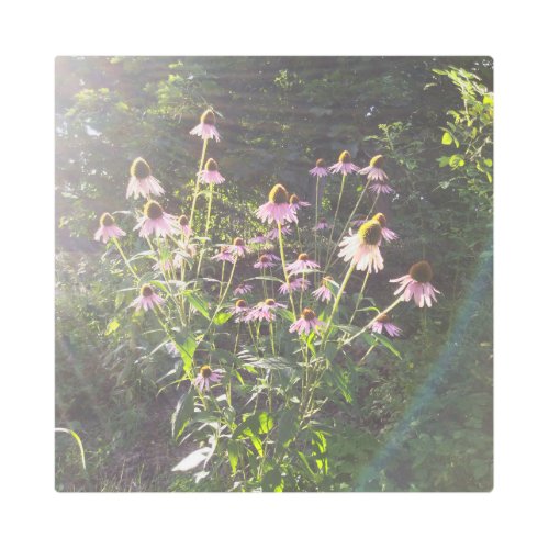 Echinacea Flowers in the Sun Metal Print