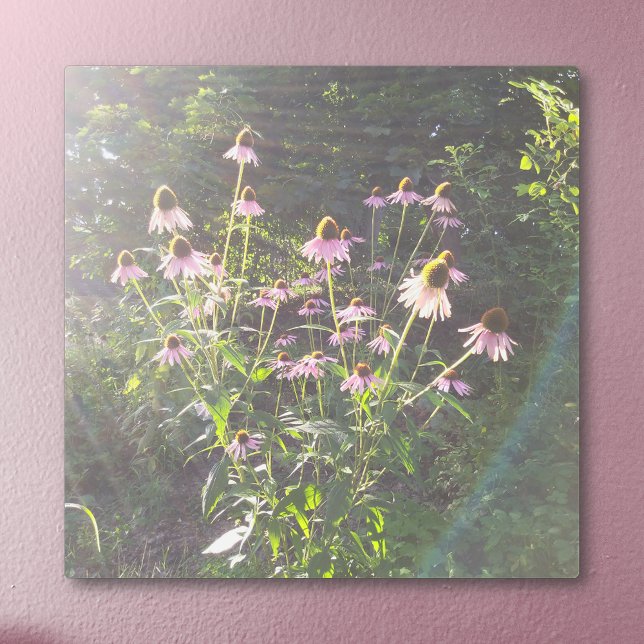 Echinacea Flowers in the Sun Metal Print (Echinacea Flowers in the Sun Metal Print on Painted Wall)