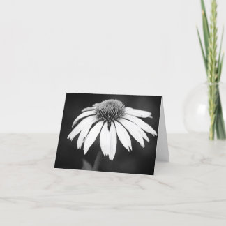 Echinacea in B&W (Blank) Card