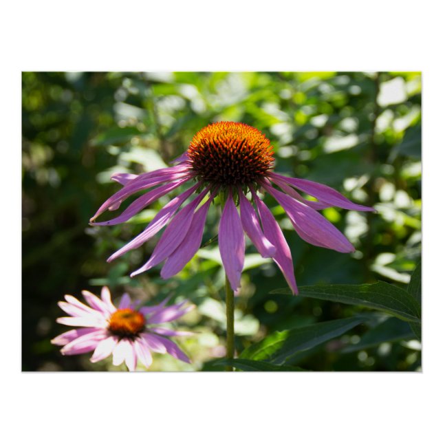Echinacea in the garden photo poster (Front)