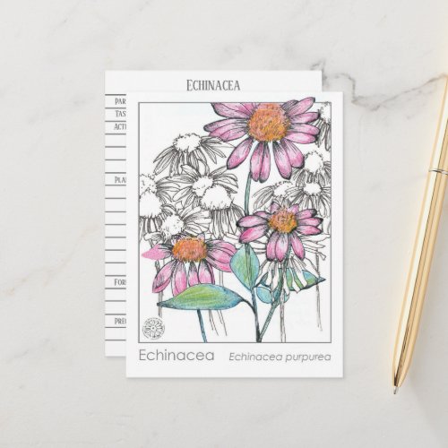 Echinacea Materia Medica Herbal Study Plants Card 