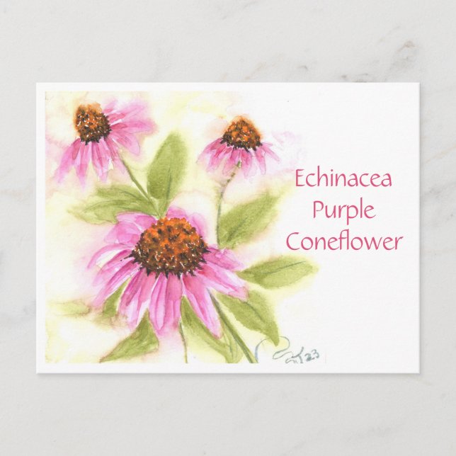 Echinacea Purple Coneflower Post Card (Front)