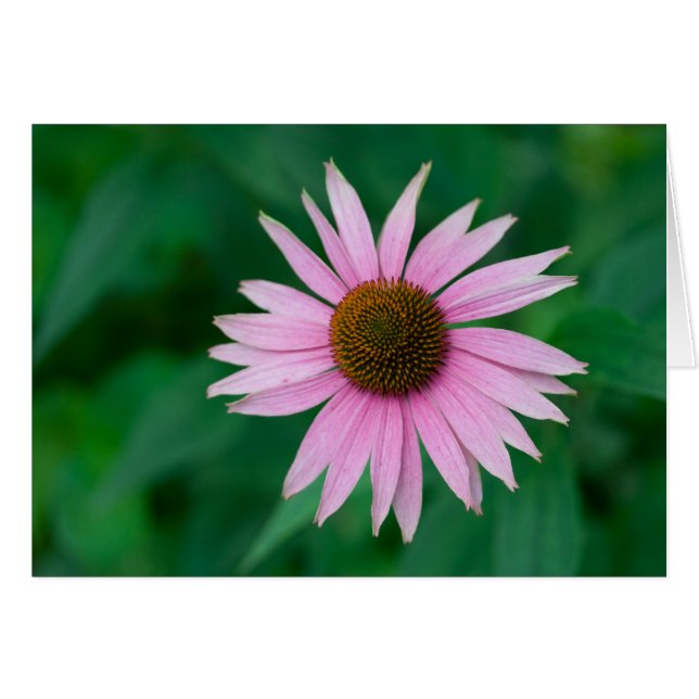 Echinacea purpurea cards (Front Horizontal)