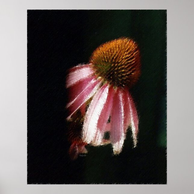 Echinacea Silhouette SK Poster (Front)