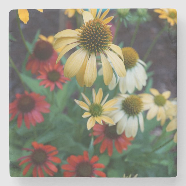 Echinacea Stone Coaster (Front)