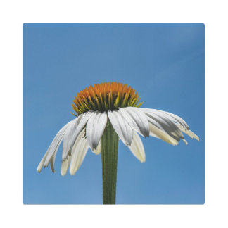 Echinacea-White Swan Coneflower Metal Print