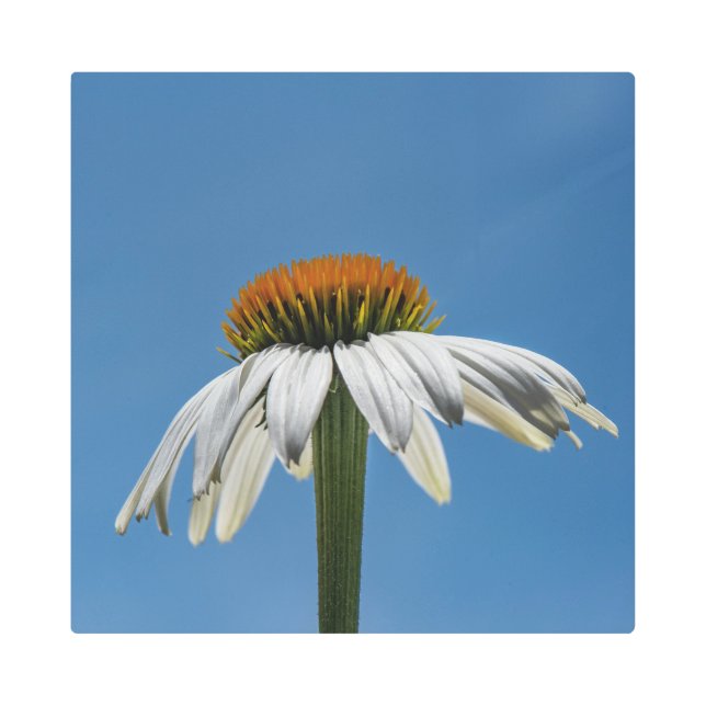 Echinacea-White Swan Coneflower Metal Print (Front)