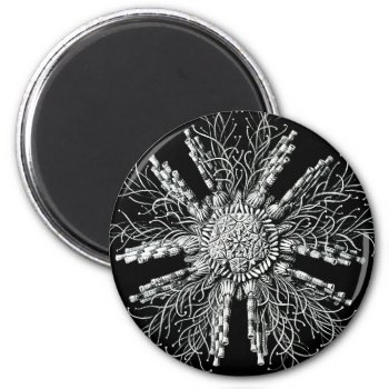 Echinidea Magnet by EndlessVintage at Zazzle
