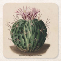 Echinocactus pentacanthus Cactus Coaster Echinocactus pentacanthus Cactus Coaster