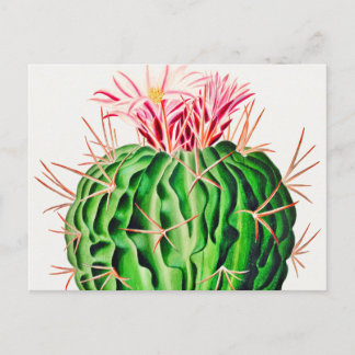 Echinocactus Pentacanthus Cactus vintage Postcard