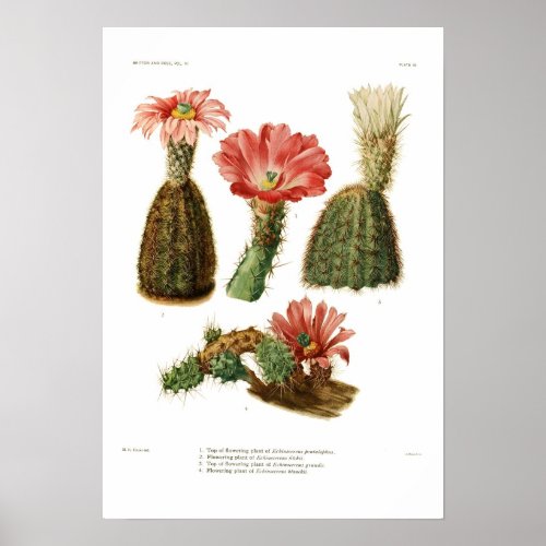 Echinocereus species poster