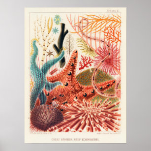 Echinoderms, Great Barrier Reef vintage art poster