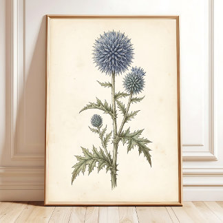 Echinops Botanical Canvas Gallery Poster
