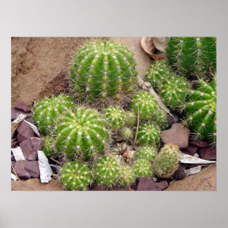 Echinopsis Bruchii Poster