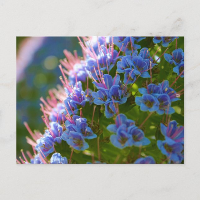 Echium Candicans Postcard (Front)