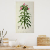 Echium Grandiflorum Poster (Kitchen)