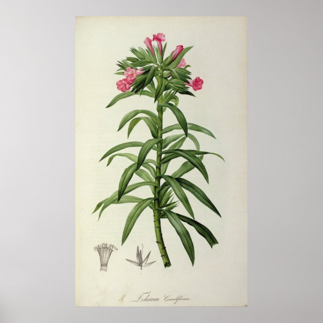 Echium Grandiflorum Poster (Front)