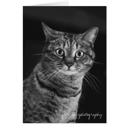 Echo, bw, D300, glorydaysphotography Cards (Front)