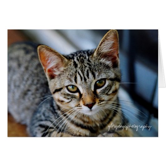 Echo, glorydaysphotography cards (Front Horizontal)