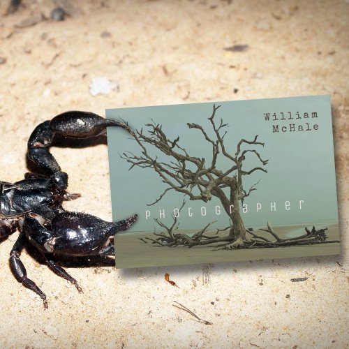 Eclectic Tree Driftwood Photography Business Card