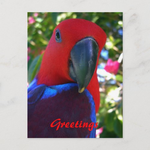 Eclectus 1 Greetings Postcard